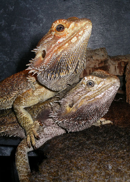 Mira och Teo. Foto Gunilla �