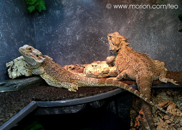 Mira och Teo. Foto Gunilla �