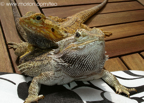 Disa och Teo. Foto Gunilla �