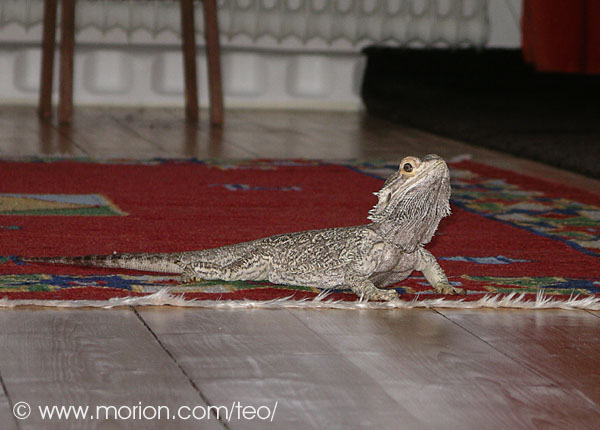 Cicero. Foto Gunilla �