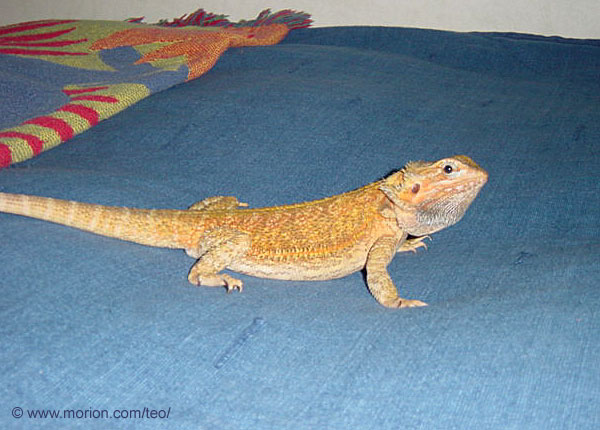 Disa. Foto Gunilla �
