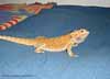 Disa. Foto Gunilla �