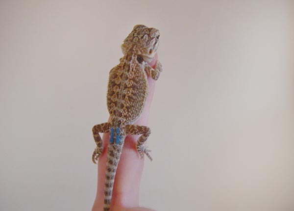 Mira. Foto Gunilla �