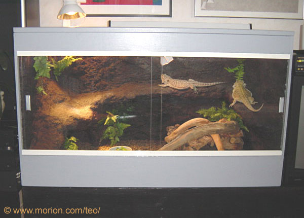 Terrarium med bergsbakgrund, Foto � Gunilla