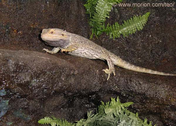 Terrarium med bergsbakgrund, Foto � Gunilla