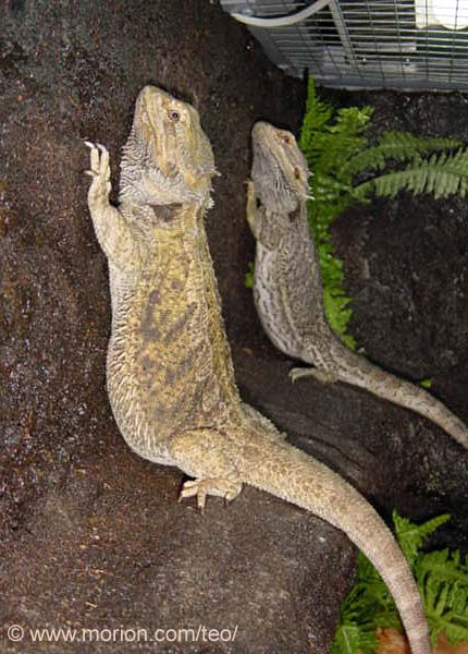 Terrarium med bergsbakgrund, Foto � Gunilla