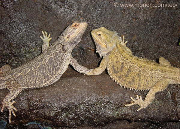 Terrarium med bergsbakgrund, Foto � Gunilla