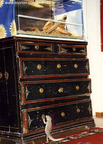 Cicero �r desperat, Foto � Gunilla 2002