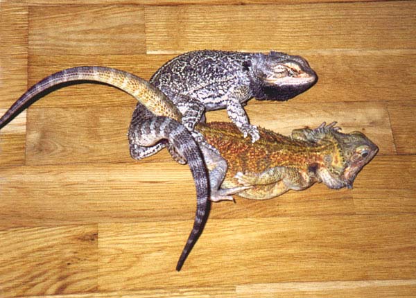Disa och Cicero parar sig, Foto � Gunilla 2002
