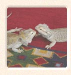 Teo och Cicero